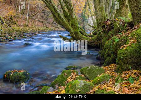 Ein Baum, der von Moos und Farnen und gefallenen Blättern bedeckt ist, an einem Bach mit den Stromschnellen im Herbst, Zeleni vir, Kroatien Stockfoto