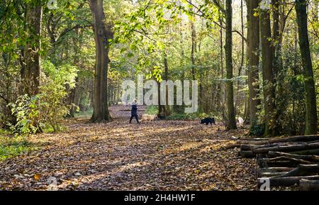 Brighton UK 3. November 2021 - Hundewanderer genießen einen schönen sonnigen, aber kühlen Herbstmorgen durch den Great Wood im Stanmer Park , Brighton : Credit Simon Dack / Alamy Live News Stockfoto