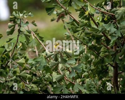 Der niedliche Zosterops japonicus wird auch als ein Vogel mit warblenden weißen Augen bezeichnet, der auf einem Ginkgo-Baum-Ast thront Stockfoto