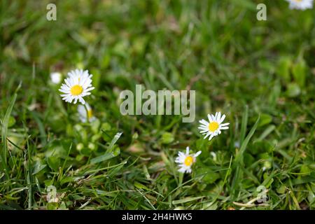 Gänseblümchen (Bellis perennis) auf einer Wiese in NRW, Deutschland Stockfoto