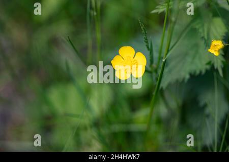 Scharfer Hahnenfuß (Ranunculus acris), Nahaufnahme der gelben Blüten, NRW, Deutschland. Umgangssprachlich: Butterblume. Stockfoto