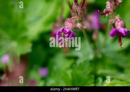 Biene auf einer Blüte des Storchschnabels, botanisch: Geranium macrorrhizum cv., in einem Garten in NRW, Deutschland. Stockfoto