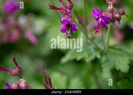 Biene auf einer Blüte des Storchschnabels, botanisch: Geranium macrorrhizum cv., in einem Garten in NRW, Deutschland. Stockfoto