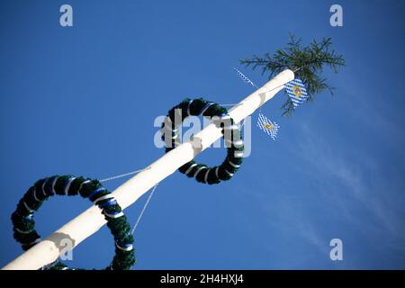 Kiefernstamm mit Kränzen - genannt Maibaum - ragt in den blauen Himmel Stockfoto
