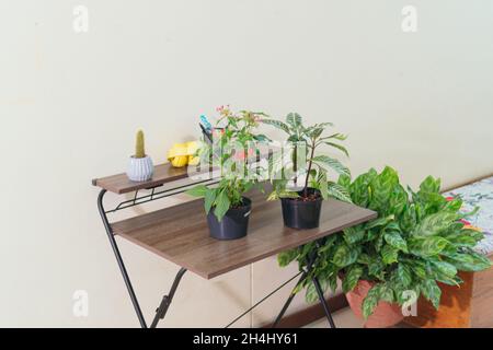 Topfpflanzen in einem Haus. Urbaner Dschungel Stockfoto