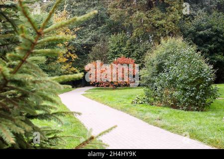 Heller burgunderfarbener Sumach-Busch im Stadtpark am Herbsttag Stockfoto