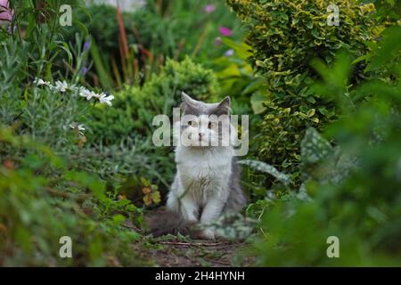 Katze in einem Frühling bunten Garten. Katze sitzt im Garten. Niedliches Kätzchen unter den Sommerblumen in der Natur, das sich in der Sonne sonnt Stockfoto