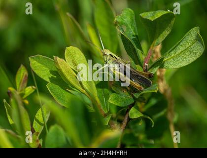 Meadow Grasshopper (Chorthippus parallelus), Weibchen, die auf Moormyrte (Myrica Gale), Rahoy Hills, Morvern, Schottland, ruht Stockfoto