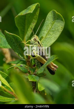 Meadow Grasshopper (Chorthippus parallelus), Weibchen, die auf Moormyrte (Myrica Gale), Rahoy Hills, Morvern, Schottland, ruht Stockfoto