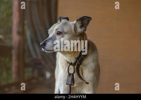 Mongrel Hund auf einer Kette neben einem hölzernen Stand. Wachhund schützt das Haus. Verketteten Hund wartet auf freigegeben werden. Stockfoto