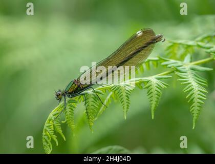 Schöne Demoiselle (Calopteryx virgo), Irestin auf Bracken neben dem kleinen Moorbach, Rahoy Hills, Morvern West Coast Scotland Stockfoto