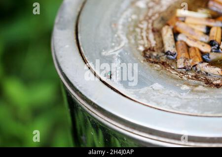 Viele Zigarettenstummel in einem grauen Standaschenbecher, draußen stehend, in den es hinein gegnet hat. Stockfoto