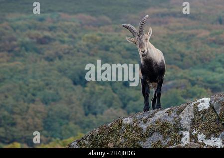 Wilde Bergziege, die noch auf einem Felsen steht. Capra pyrenaica lusitanica. Portugal. Stockfoto