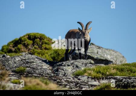 Wilde Bergziege, die noch auf einem Felsen steht. Capra pyrenaica lusitanica. Portugal. Stockfoto