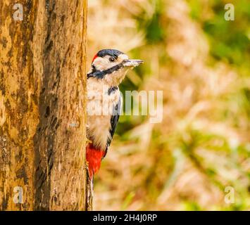 Toller Specht mit Punktmuster bei der Suche im Cotswold Garden Stockfoto