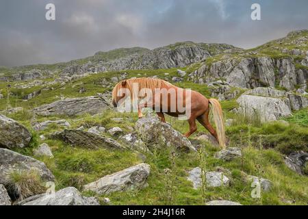 Isoliertes, wildes Carneddau-Pony, das frei über felsiges, walisisches Berggelände im Snowdonia National Park, Nordwales, wandert. Stockfoto