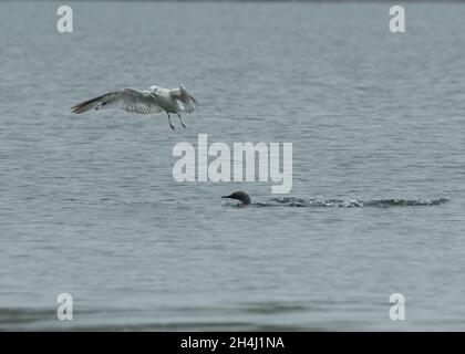 Rotkehlige (Gavia stellata) und gemeine Möwe (Larus canus), Hillswick, Shetland. Stockfoto