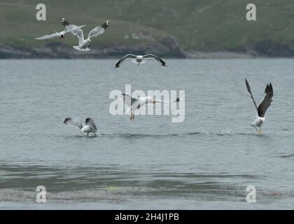 Möwen ernähren sich von Fischbonanza, Hillswick, Shetland Stockfoto