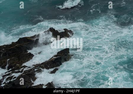 Gannet (Morus bassanus), der tief über rauem Wasser fliegt, Sumburgh Head RSPB Reserve, Shetland Stockfoto