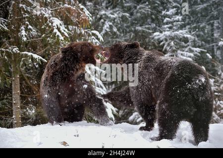 Nahaufnahme zwei wütende Braunbären kämpfen im Winterwald Stockfoto