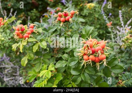 Rosa rugosa rot frische Hüften Stockfoto