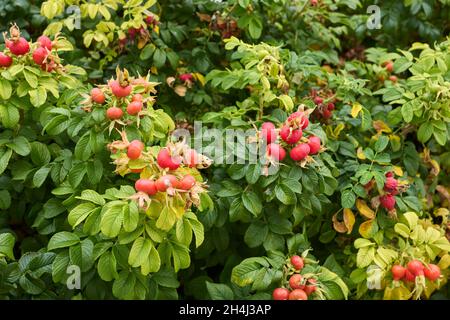 Rosa rugosa rot frische Hüften Stockfoto