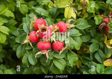 Rosa rugosa rot frische Hüften Stockfoto