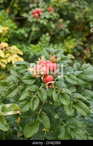 Rosa rugosa rot frische Hüften Stockfoto