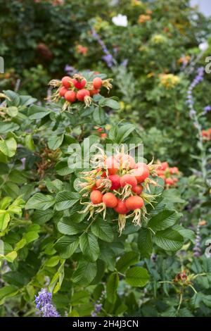 Rosa rugosa rot frische Hüften Stockfoto