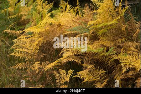 Im Laufe des Herbstes in den Winter verwandelt sich Bracken in ein goldenes Gelb, bevor die Wedel zurücksterben. Die einzelne Wespe ist groß und die Pflanze kann lästig sein Stockfoto