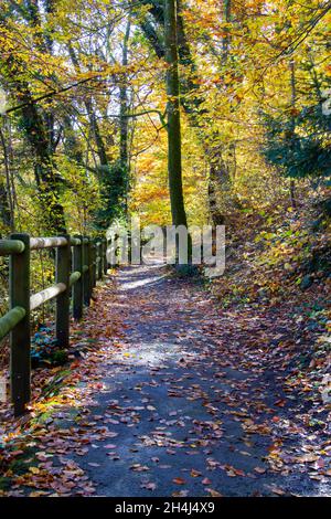 Fußweg mit Geländer im Herbstwald Stockfoto