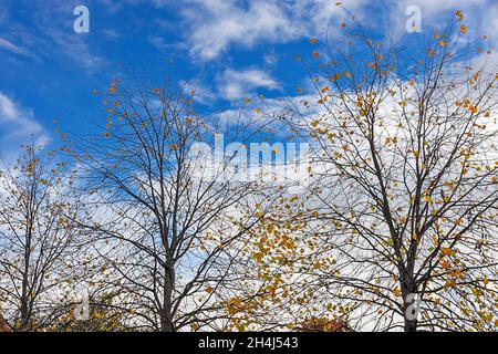 HERBSTBÄUME VOR EINEM BLAUEN WINTERHIMMEL EIN PAAR GOLDENE BLÄTTER BLEIBEN AUF DEN BÄUMEN Stockfoto