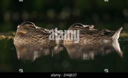 Zwei weibliche Stockenten, die auf dem Wasser ruhen. Aufgenommen im Dunkeln von einem niedrigen Niveau mit Reflexion im Wasser Stockfoto