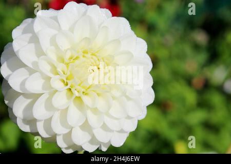 Weiße Pompon Dahlie 'White Aster', in einem Garten in NRW, Deutschland. Stockfoto