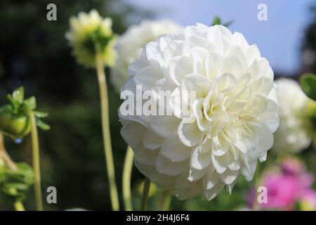 Weiße Pompon Dahlie 'White Aster', in einem Garten in NRW, Deutschland. Stockfoto