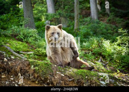 Der wilde Braunbär (Ursus Arctos) liegt im Sommerwald. Tier in natürlichem Lebensraum. Stockfoto