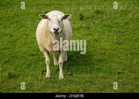 Schafe in Norddeutschland auf der Weide des Deichs an der Küste Stockfoto