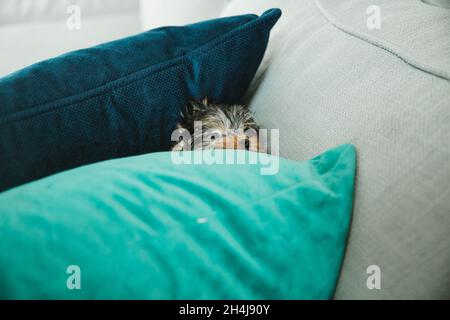 Eine kleine Teetasse yorkie Welpe Hund sitzt in der Nähe Stoff Kürbis Dekor im Herbst Stockfoto