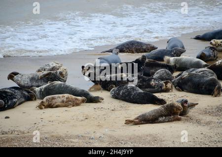 Robben am Pferderennstrand in der Nähe von norwich in norfolk england Stockfoto