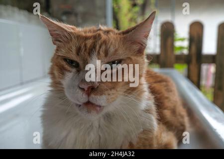 Porträt einer Katze mit geschlossenen Augen. Nahaufnahme der Schnauze der Ingwerkatze. Fröhliche Katzenschnauze. Haustier im Haushalt Stockfoto