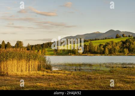 See in der Abendstimmung in den Alpen mit Schilf und Moorgras im Vordergrund Stockfoto