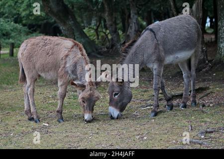 Esel und Fohlen, New Forest, Hampshire, England Stockfoto