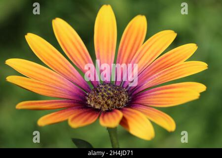 Nahaufnahme einer frischen Blume von osteospermum ecklonis vor einem grünen verschwommenen Hintergrund Stockfoto