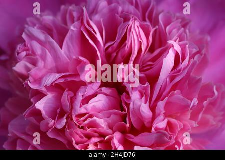 Die sonnenbeschienenen Blütenblätter einer peonia bilden einen hübschen Hintergrund aus verschiedenen rosa Farben, selektivem Fokus, Nahaufnahme Stockfoto