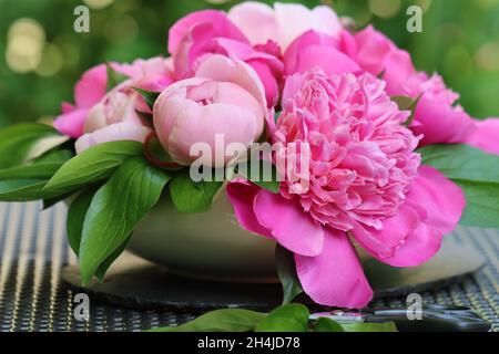 Nahaufnahme einer Anordnung von rosa Pfingstrosen-Blüten in einer cremeweißen Schale, die auf einem grauen Gartentisch steht Stockfoto