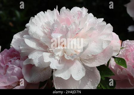 Nahaufnahme einer wunderschönen weiß-rosa Pfingstrose nach einem Regenschauer vor dunklem Hintergrund Stockfoto