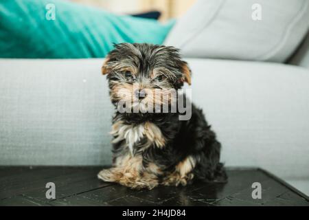 Eine kleine Teetake yorkie Welpe Hund sitzt auf einem Beistelltisch Stockfoto