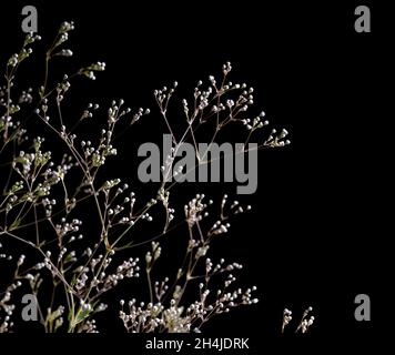 Zweig mit Blüten der Gypsophila. Gypsophila isoliert auf schwarzem Hintergrund. Kleine weiße Blumen auf schwarzem Hintergrund mit Kopierraum Stockfoto