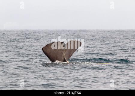 Der Schwanz eines tauchenden Pottwals. Kaikoura, Südinsel. Neuseeland Stockfoto