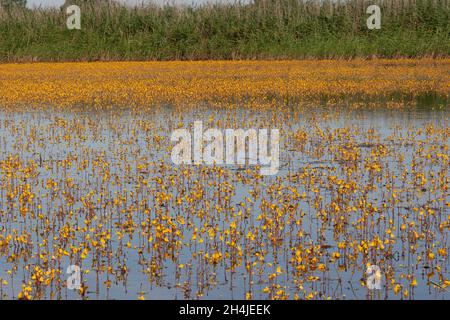 Großer Bladderfuß (Utricularia vulgaris) Strumpshaw Fen RSPB Norfolk GB Großbritannien Juli 2007 Stockfoto